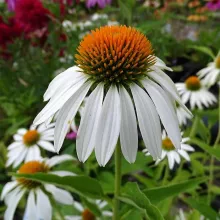 Echinacea purp. 'White Swan'