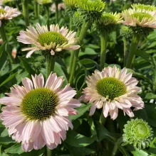 Echinacea 'Sunseekers Blush'