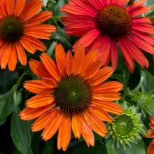 Echinacea 'Sunseekers Coral'