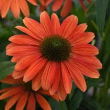 Echinacea purp.'Sombrero Rose'®