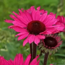 Echinacea 'Sunseekers Purple Tower'