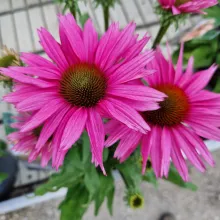 Echinacea 'Sunseekers Rosy'