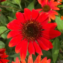 Echinacea purp. 'Sombrero Sangrita'®
