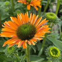 Echinacea 'Sunseekers Mineola'