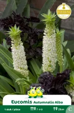 Eucomis Alba C