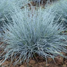Festuca glauca