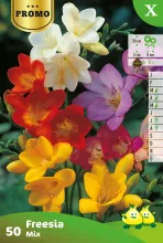 Freesia Gemengd 50 Stuks Y