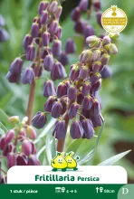 Fritillaria 'Persica'