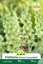 Fritillaria pers. 'Ivory Bells'