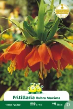 Fritillaria 'Rubra'
