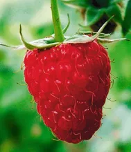 Framboos 'Twotimer Sugana Red' FRAMBOOS