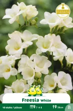 Freesia Wit B