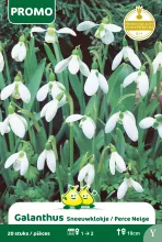 Galanthus