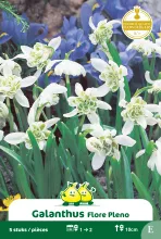 Galanthus 'Flore Pleno'