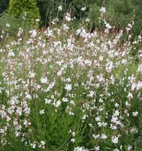 Gaura lindh. 'Gambit White'