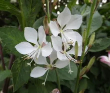 Gaura lindh. 'Geyser White'