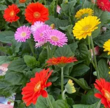 Gerbera 'Garvinea'