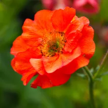 Geum 'Scarlet Tempest'