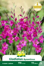 Gladiool 'Byzantinus'