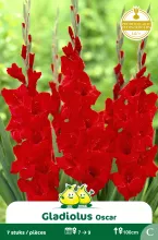 Gladiolen Oscar