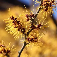 Hamamelis virginiana