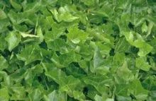 Hedera