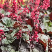 Heuchera 'Hip Hip Hooray'