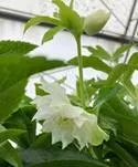 Helleborus or. ViV® 'Amalia' Helleborus or. ViV® 'Amalia'