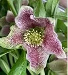 Helleborus or. ViV® 'Eloisa' Helleborus or. ViV® 'Eloisa'