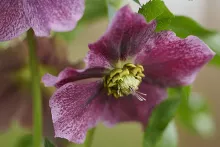 Helleborus or. ViV® 'Valentina' Helleborus or. ViV® 'Valentina'