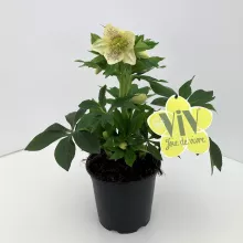 Helleborus or. ViV® 'Maeva' Helleborus or. ViV® 'Maeva'
