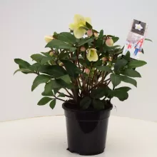 Helleborus HGC® 'Snow Dance' Helleborus HGC® 'Snow Dance'