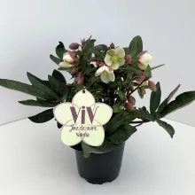 Helleborus or. ViV® 'Valeria' Helleborus or. ViV® 'Valeria'