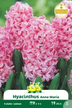 Hyacint 'Anne-Marie'
