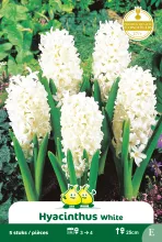 Hyacint 'Carnegie'