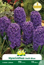 Hyacint 'Delft Blue'