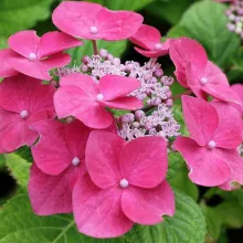 Hydrangea 'Forever and Ever'® Teller ROSE