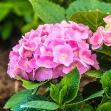 Hydrangea macr. 'Early Pink'®