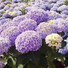 Hydrangea macr. 'Hi Mountain'®
