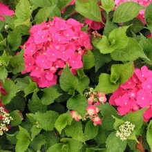 Hydrangea macr. 'Sibila' = 'Masja'