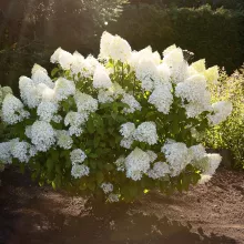 Hydrangea pan. 'Living Sugar Rush'®