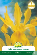 Iris 'Golden Harvest'