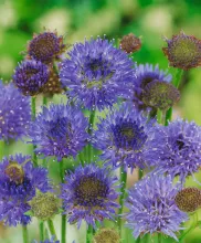 Jasione laevis 'Blaulicht'