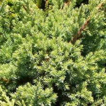 Juniperus squam. 'Holger'