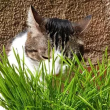 KATTENGRAS