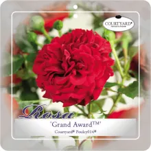 'Grand Award'(TM) Courtyard® Klimroos