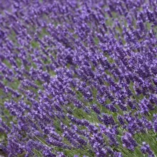 Lavandula ang. 'Felice' Premium Provence