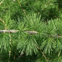 Larix decidua