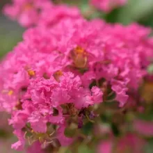 Lagerstroemia ind. 'Raspberry Sorbet'