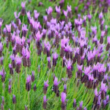Lavandula stoechas
